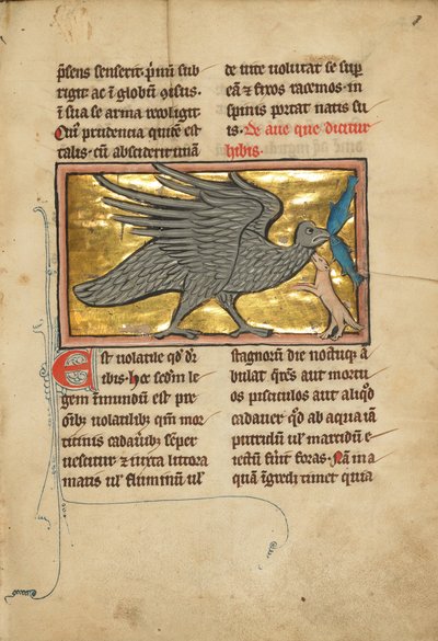 An Ibis with Two Fish in its Beak by Unbekannt Unbekannt